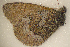  ( - KWP:Ento:37210)  @12 [ ] CreativeCommons - Attribution Non-Commercial No Derivatives (2015) Derek Sikes University of Alaska Museum