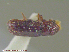  ( - UAM:Ento:111318)  @11 [ ] CreativeCommons - Attribution Non-Commercial No Derivatives (2014) Derek Sikes University of Alaska Museum