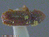  ( - UAM:Ento:110611)  @11 [ ] CreativeCommons - Attribution Non-Commercial No Derivatives (2014) Derek Sikes University of Alaska Museum