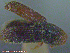  ( - UAM:Ento:110452)  @11 [ ] CreativeCommons - Attribution Non-Commercial No Derivatives (2014) Derek Sikes University of Alaska Museum
