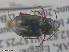  ( - UAM:Ento:111996)  @12 [ ] CreativeCommons  Attribution Non-Commercial No Derivatives (2016) Derek Sikes University of Alaska Museum