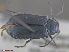 ( - UAM:Ento:111484)  @11 [ ] CreativeCommons  Attribution Non-Commercial No Derivatives (2016) Derek Sikes University of Alaska Museum