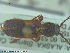  ( - UAM:Ento:111669)  @12 [ ] CreativeCommons - Attribution Non-Commercial No Derivatives (2014) Derek Sikes University of Alaska Museum