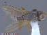  ( - UAM:Ento:117989)  @12 [ ] CreativeCommons - Attribution Non-Commercial No Derivatives (2015) Derek Sikes University of Alaska Museum
