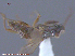  ( - UAM:Ento:117854)  @11 [ ] CreativeCommons - Attribution Non-Commercial No Derivatives (2015) Derek Sikes University of Alaska Museum