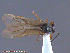  ( - UAM:Ento:118518)  @13 [ ] CreativeCommons - Attribution Non-Commercial No Derivatives (2014) Derek Sikes University of Alaska Museum
