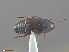  ( - UAM:Ento:118534)  @12 [ ] CreativeCommons  Attribution Non-Commercial No Derivatives (2016) Derek Sikes University of Alaska Museum