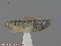  ( - UAM:Ento:119144)  @11 [ ] CreativeCommons - Attribution Non-Commercial No Derivatives (2015) Derek Sikes University of Alaska Museum