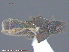  ( - UAM:Ento:119069)  @11 [ ] CreativeCommons - Attribution Non-Commercial No Derivatives (2015) Derek Sikes University of Alaska Museum