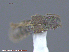  ( - UAM:Ento:119146)  @11 [ ] CreativeCommons - Attribution Non-Commercial No Derivatives (2015) Derek Sikes University of Alaska Museum