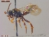  ( - UAM:Ento:301770)  @11 [ ] CreativeCommons  Attribution Non-Commercial No Derivatives (2023) Derek Sikes University of Alaska Museum