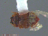  (Micropeplus brunneus - UAM:Ento:130903)  @11 [ ] CreativeCommons - Attribution Non-Commercial No Derivatives (2014) Derek Sikes University of Alaska Museum