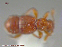  ( - UAM:Ento:130912)  @12 [ ] CreativeCommons - Attribution Non-Commercial No Derivatives (2015) Derek Sikes University of Alaska Museum