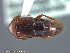  ( - UAM:Ento:130460)  @13 [ ] CreativeCommons - Attribution Non-Commercial No Derivatives (2014) Derek Sikes University of Alaska Museum