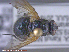  ( - UAM:Ento:139431)  @12 [ ] CreativeCommons - Attribution Non-Commercial No Derivatives (2015) Derek Sikes University of Alaska Museum