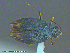  ( - UAM:Ento:145702)  @13 [ ] CreativeCommons - Attribution Non-Commercial No Derivatives (2014) Derek Sikes University of Alaska Museum