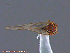  ( - UAM:Ento:145521)  @11 [ ] CreativeCommons - Attribution Non-Commercial No Derivatives (2014) Derek Sikes University of Alaska Museum