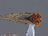  ( - UAM:Ento:145517)  @11 [ ] CreativeCommons - Attribution Non-Commercial No Derivatives (2014) Derek Sikes University of Alaska Museum