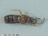  ( - UAM:Ento:141923)  @11 [ ] CreativeCommons - Attribution Non-Commercial No Derivatives (2015) Derek Sikes University of Alaska Museum