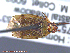  ( - UAM:Ento:150170)  @11 [ ] CreativeCommons - Attribution Non-Commercial No Derivatives (2014) Derek Sikes University of Alaska Museum