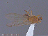  ( - UAM:Ento:153072)  @12 [ ] CreativeCommons - Attribution Non-Commercial No Derivatives (2015) Derek Sikes University of Alaska Museum