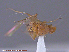  ( - UAM:Ento:153066)  @12 [ ] CreativeCommons - Attribution Non-Commercial No Derivatives (2015) Derek Sikes University of Alaska Museum