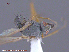  ( - UAM:Ento:152167)  @11 [ ] CreativeCommons - Attribution Non-Commercial No Derivatives (2015) Derek Sikes University of Alaska Museum
