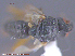  ( - UAM:Ento:152165)  @11 [ ] CreativeCommons - Attribution Non-Commercial No Derivatives (2015) Derek Sikes University of Alaska Museum