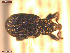  ( - UAM:Ento:152271)  @11 [ ] CreativeCommons  Attribution Non-Commercial No Derivatives (2021) Derek Sikes University of Alaska Museum