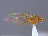  ( - UAM:Ento:151823)  @12 [ ] CreativeCommons - Attribution Non-Commercial No Derivatives (2015) Derek Sikes University of Alaska Museum