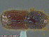  ( - UAM:Ento:162808)  @11 [ ] CreativeCommons - Attribution Non-Commercial No Derivatives (2014) Derek Sikes University of Alaska Museum