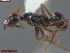  ( - UAM:Ento:164090)  @11 [ ] CreativeCommons  Attribution Non-Commercial No Derivatives (2024) Derek Sikes University of Alaska Museum