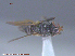  ( - UAM:Ento:163111)  @11 [ ] CreativeCommons - Attribution Non-Commercial No Derivatives (2015) Derek Sikes University of Alaska Museum