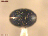  ( - UAM:Ento:163945)  @11 [ ] CreativeCommons  Attribution Non-Commercial No Derivatives (2021) Derek Sikes University of Alaska Museum