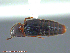  ( - UAM:Ento:163047)  @11 [ ] CreativeCommons - Attribution Non-Commercial No Derivatives (2014) Derek Sikes University of Alaska Museum