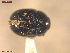  ( - UAM:Ento:163944)  @11 [ ] CreativeCommons  Attribution Non-Commercial No Derivatives (2021) Derek Sikes University of Alaska Museum