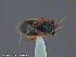  (Geocoris howardi - UAM:Ento:164461)  @13 [ ] CreativeCommons - Attribution Non-Commercial No Derivatives (2014) Derek Sikes University of Alaska Museum