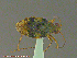  ( - UAM:Ento:167737)  @12 [ ] CreativeCommons - Attribution Non-Commercial No Derivatives (2014) Derek Sikes University of Alaska Museum