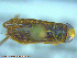  (Sigara fallenoidea - UAM:Ento:167588)  @13 [ ] CreativeCommons - Attribution Non-Commercial No Derivatives (2014) Derek Sikes University of Alaska Museum