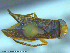  ( - UAM:Ento:167589)  @12 [ ] CreativeCommons - Attribution Non-Commercial No Derivatives (2014) Derek Sikes University of Alaska Museum