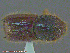  ( - UAM:Ento:166884)  @11 [ ] CreativeCommons - Attribution Non-Commercial No Derivatives (2014) Derek Sikes University of Alaska Museum
