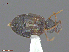  ( - UAM:Ento:165863)  @12 [ ] CreativeCommons  Attribution Non-Commercial No Derivatives (2016) Derek Sikes University of Alaska Museum