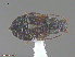  ( - UAM:Ento:165864)  @12 [ ] CreativeCommons  Attribution Non-Commercial No Derivatives (2016) Derek Sikes University of Alaska Museum