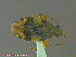  ( - UAM:Ento:163334)  @12 [ ] CreativeCommons - Attribution Non-Commercial No Derivatives (2014) Derek Sikes University of Alaska Museum