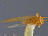  ( - UAM:Ento:184706)  @11 [ ] CreativeCommons - Attribution Non-Commercial No Derivatives (2014) Derek Sikes University of Alaska Museum