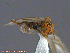  ( - UAM:Ento:205462)  @11 [ ] CreativeCommons - Attribution Non-Commercial No Derivatives (2014) Derek Sikes University of Alaska Museum