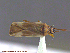  (Orthotylus katmai - UAM:Ento:205454)  @13 [ ] CreativeCommons - Attribution Non-Commercial No Derivatives (2014) Derek Sikes University of Alaska Museum