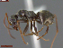  ( - UAM:Ento:211746)  @11 [ ] CreativeCommons  Attribution Non-Commercial No Derivatives (2024) Derek Sikes University of Alaska Museum