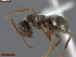  ( - UAM:Ento:211737)  @11 [ ] CreativeCommons  Attribution Non-Commercial No Derivatives (2024) Derek Sikes University of Alaska Museum