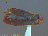  ( - UAM:Ento:211134)  @14 [ ] CreativeCommons - Attribution Non-Commercial No Derivatives (2014) Derek Sikes University of Alaska Museum